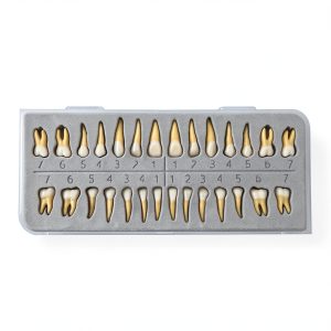 Aiocoid Dental Model 28‑Piece 1:1 Scale Resin Dual‑Color Kit-0