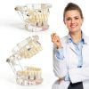 Ceonam adult dental model life size acrylic with detachable teeth-4