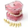 Dental Implant Tooth Model Smile1000 28 Teeth with Soft Gingiva-1