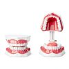 Dental Hygiene Model Practicon 2X Life Size with Moveable Tongue-5