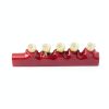Sprucedent Periodontal Disease Model 6‑Stage Dental Educational Tool-1
