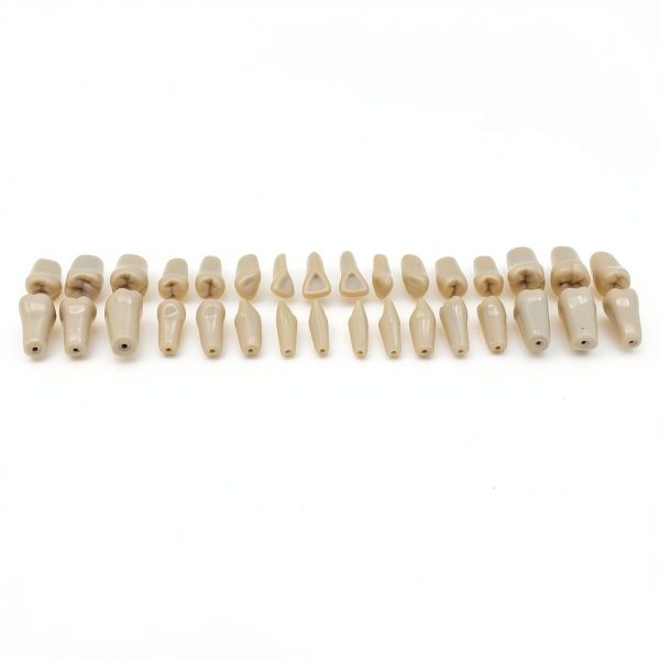 XX Dental Model 32 Ivorine Teeth, Gums, Spring Joint for Columbia 860-7