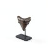 Shark Tooth Display Stand Chunful Metal Base MZ-Chunful-4282 Size 2-3