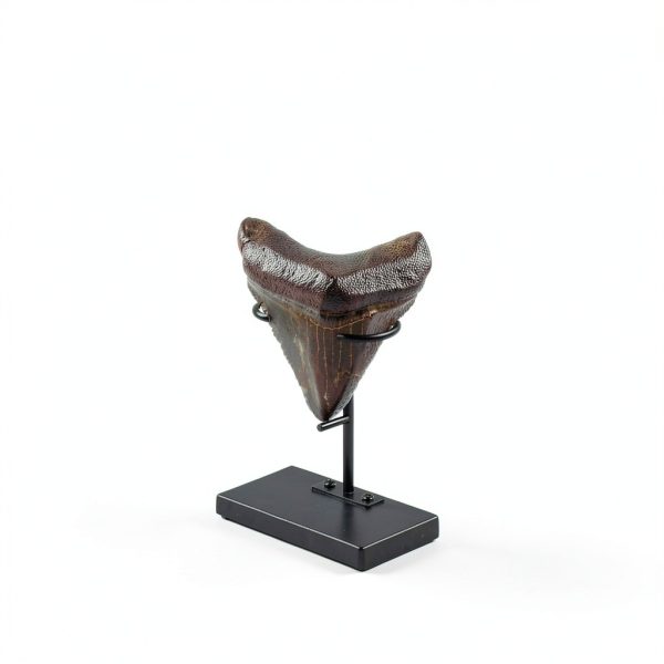 Shark Tooth Display Stand Chunful Metal Base MZ-Chunful-4282 Size 2-3