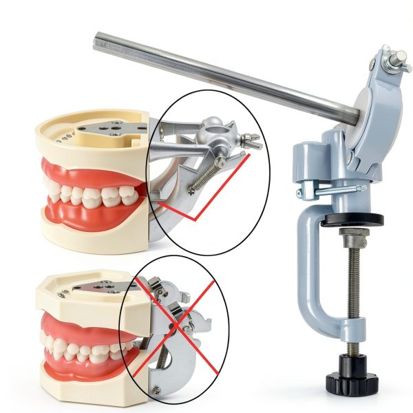 Dentalmall Training Mount Fixed Typodont Stand Stainless Steel 360°-1
