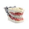 XX Dental Model Kit 32pcs Removable Ivory Teeth with Soft Gums for-1