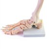 QWORK Life Size Human Foot Skeleton Model PVC Articulated Educational-5