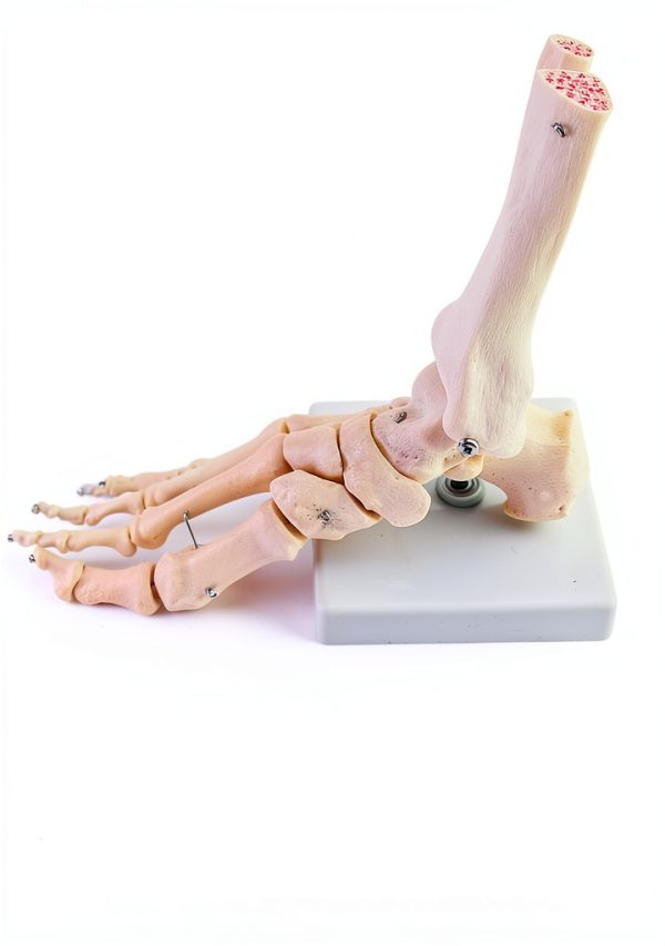 QWORK Life Size Human Foot Skeleton Model PVC Articulated Educational-5