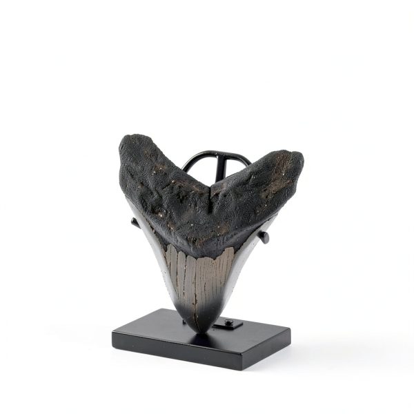 Chunful Adjustable Metal Fossil Display Stand MZ‑Chunful‑4270 Black-3