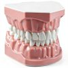 SDX Silicone Dental Model 5007FBA001 Child Toothbrush Training Toy-0