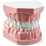 SDX Silicone Dental Model 5007FBA001 Child Toothbrush Training Toy-0