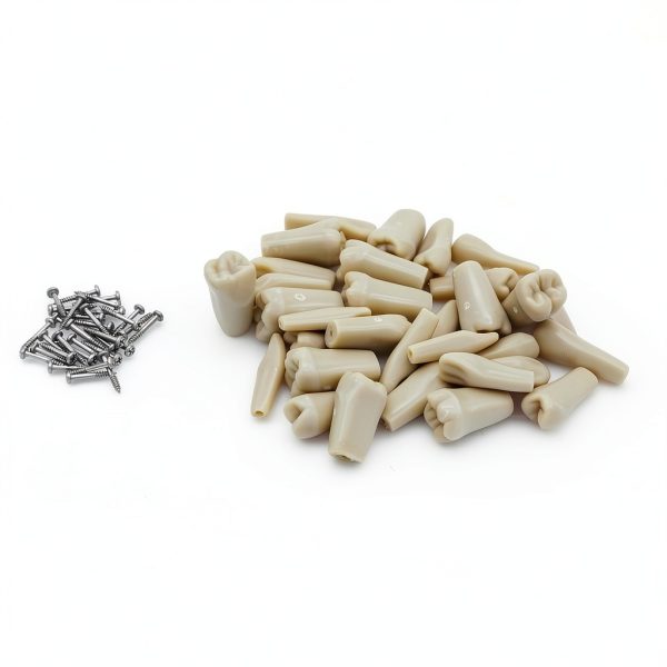 XX Dental Model 32 Ivorine Teeth, Gums, Spring Joint for Columbia 860-1