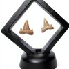 Shark Tooth Holder DEALSGOGO Display 3.15" x 3.15" Dust Proof-4