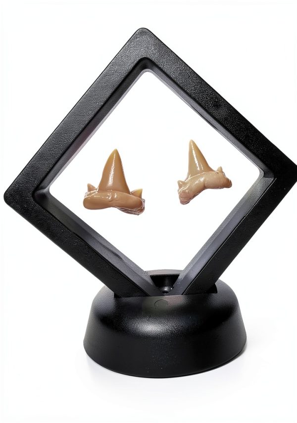 Shark Tooth Holder DEALSGOGO Display 3.15" x 3.15" Dust Proof-4