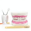 LYOU Dental Teeth Model Sixfold Life Size with Bendable Chain Links-1