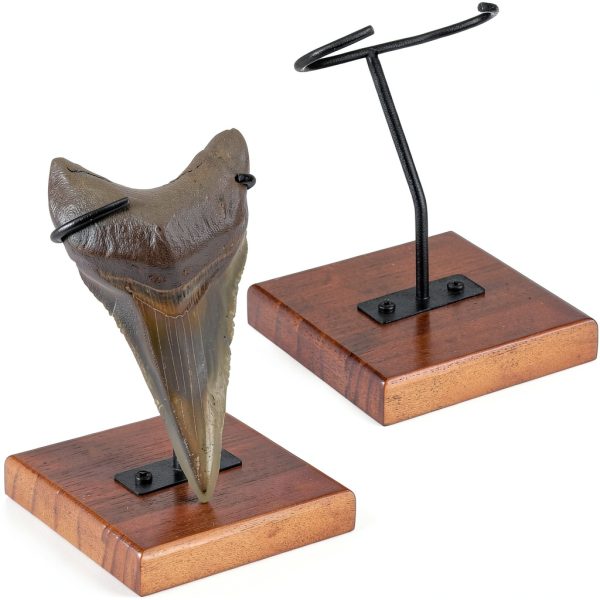 Megalodon Tooth Display Stand Chunful Metal Wood Model MZ 5912-0