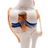 Kebobo Human Knee Anatomical Model with Ligaments PNKB111-4