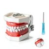Dental Teaching Model Ceonam 28 Detachable Resin Teeth with Soft Gums-1