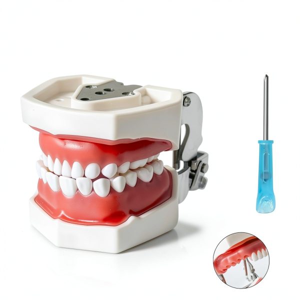 Dental Teaching Model Ceonam 28 Detachable Resin Teeth with Soft Gums-1