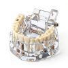Ultrassist Transparent Dental Model UL0150 Full Mouth Teaching Aid-1