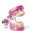 Outus Pink Dental Pathology Tooth Model 2.76" x 2.48" Size 1-2
