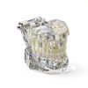 Ultrassist Transparent Dental Model UL0150 Full Mouth Teaching Aid-5