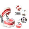 Dental Teaching Model Ceonam 28 Detachable Resin Teeth with Soft Gums-2