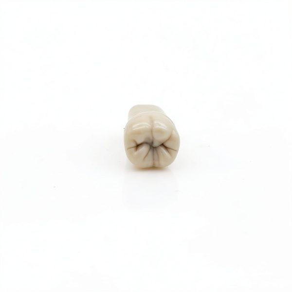 XX Dental Model 32 Ivorine Teeth, Gums, Spring Joint for Columbia 860-5