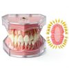 DentalMall Silica Gel Dental Model #4004 01 with Removable Teeth-2