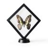 Shark Tooth Holder DEALSGOGO Display 3.15" x 3.15" Dust Proof-1