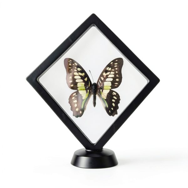 Shark Tooth Holder DEALSGOGO Display 3.15" x 3.15" Dust Proof-1