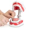Dental Hygiene Model Practicon 2X Life Size with Moveable Tongue-2