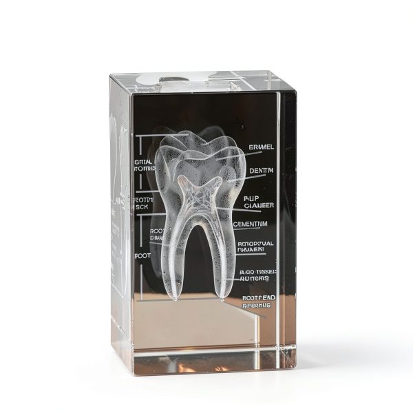ZITREOXN 3DTM-T Dental Model Crystal Tooth Educational Tool-2