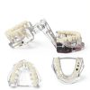 Ultrassist Transparent Dental Model UL0150 Full Mouth Teaching Aid-3
