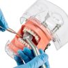 Ultrassist Dental Manikin with Transparency Mask 32 Tooth Typodont-4