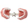 SDX Silicone Dental Model 5007FBA001 Child Toothbrush Training Toy-6