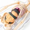 POZHDA Clear Human Anatomy Model Skeleton Kit Removable Organs-4