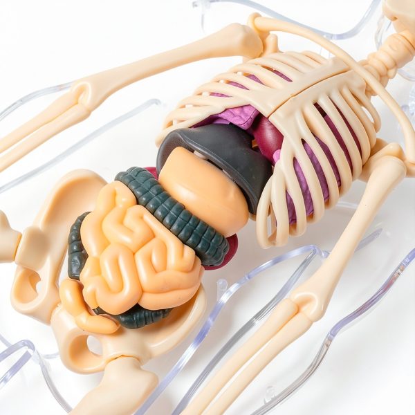 POZHDA Clear Human Anatomy Model Skeleton Kit Removable Organs-4