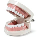 RHUI Adult Typodont 28 Non‑Removable Teeth Model Set-0