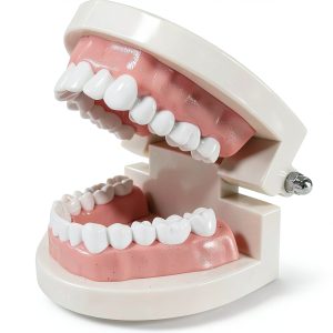 RHUI Adult Typodont 28 Non‑Removable Teeth Model Set-0