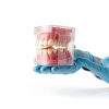 Witbee Premium Silicone Dental Model with Removable Teeth-3