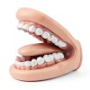 Oral Anatomy Puppet Aiocoid Dental Model Soft Silicone with Toothbrush-5