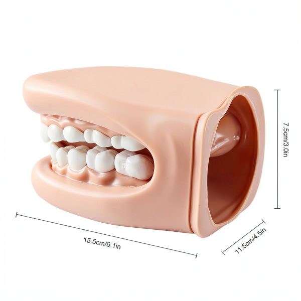 Oral Anatomy Puppet Aiocoid Dental Model Soft Silicone with Toothbrush-4