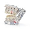 Ultrassist Transparent Dental Model UL0150 Full Mouth Teaching Aid-2