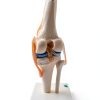 Kebobo Human Knee Anatomical Model with Ligaments PNKB111-2