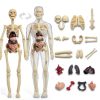 POZHDA Clear Human Anatomy Model Skeleton Kit Removable Organs-2
