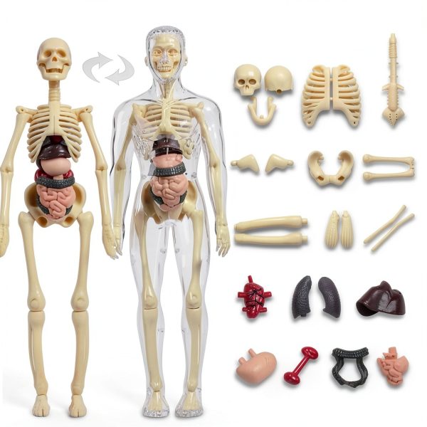 POZHDA Clear Human Anatomy Model Skeleton Kit Removable Organs-2