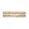 XX Dental Model 32 Ivorine Teeth, Gums, Spring Joint for Columbia 860-2