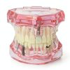 Dental Implant Model 2001P by XINGXING Fixed Prosthetic Demo Kit-2