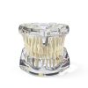Ultrassist Transparent Dental Model UL0150 Full Mouth Teaching Aid-4